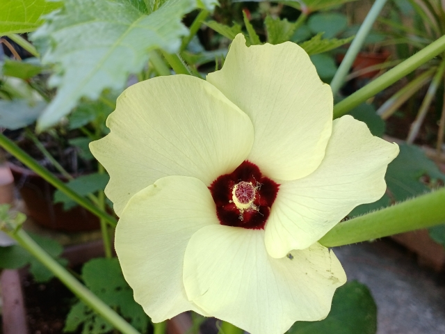 オクラの花